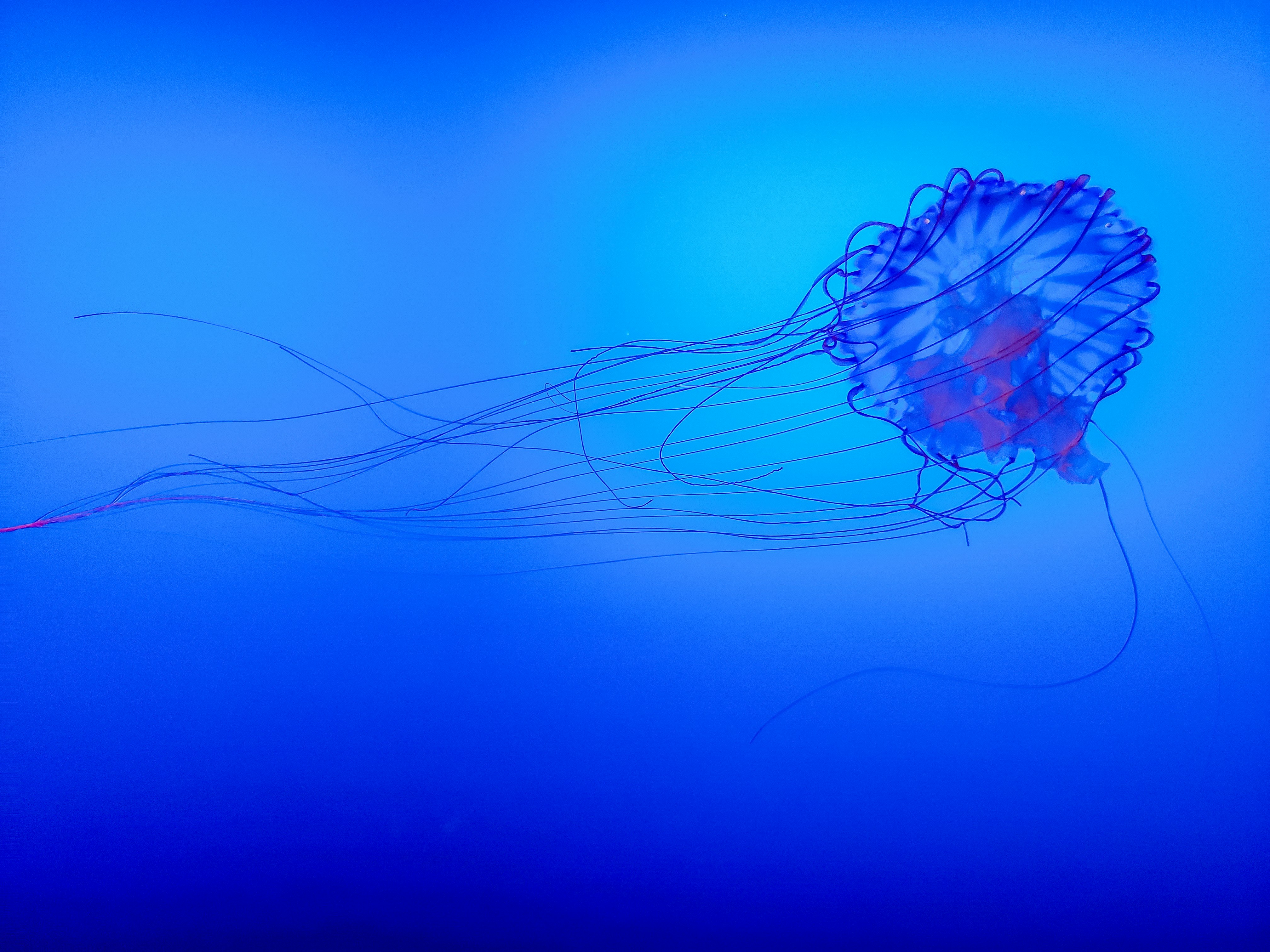 jellyfish